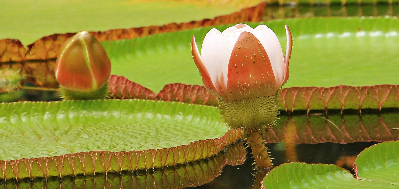 Image - water lily giant water lily