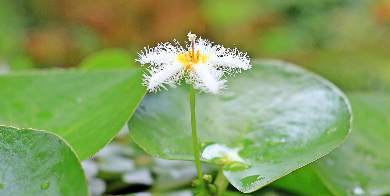 Image - water lily dwarf water lily