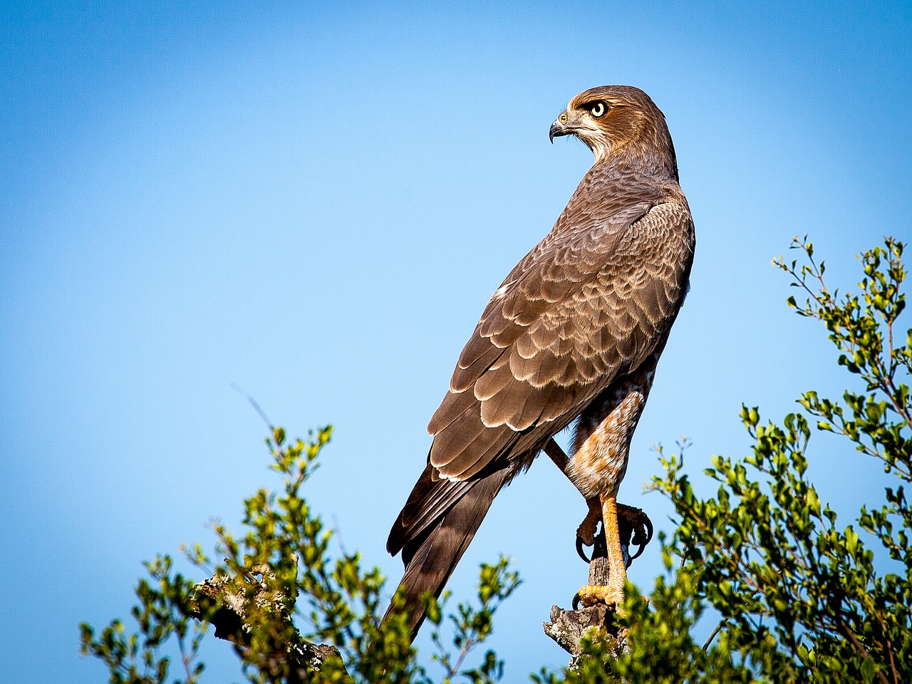 Image - bird of prey falcon raptor bird