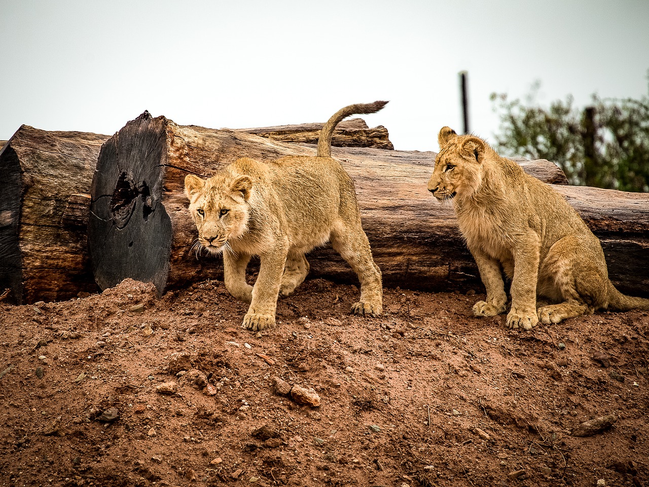 Image - lion lion cub cat big cat animal