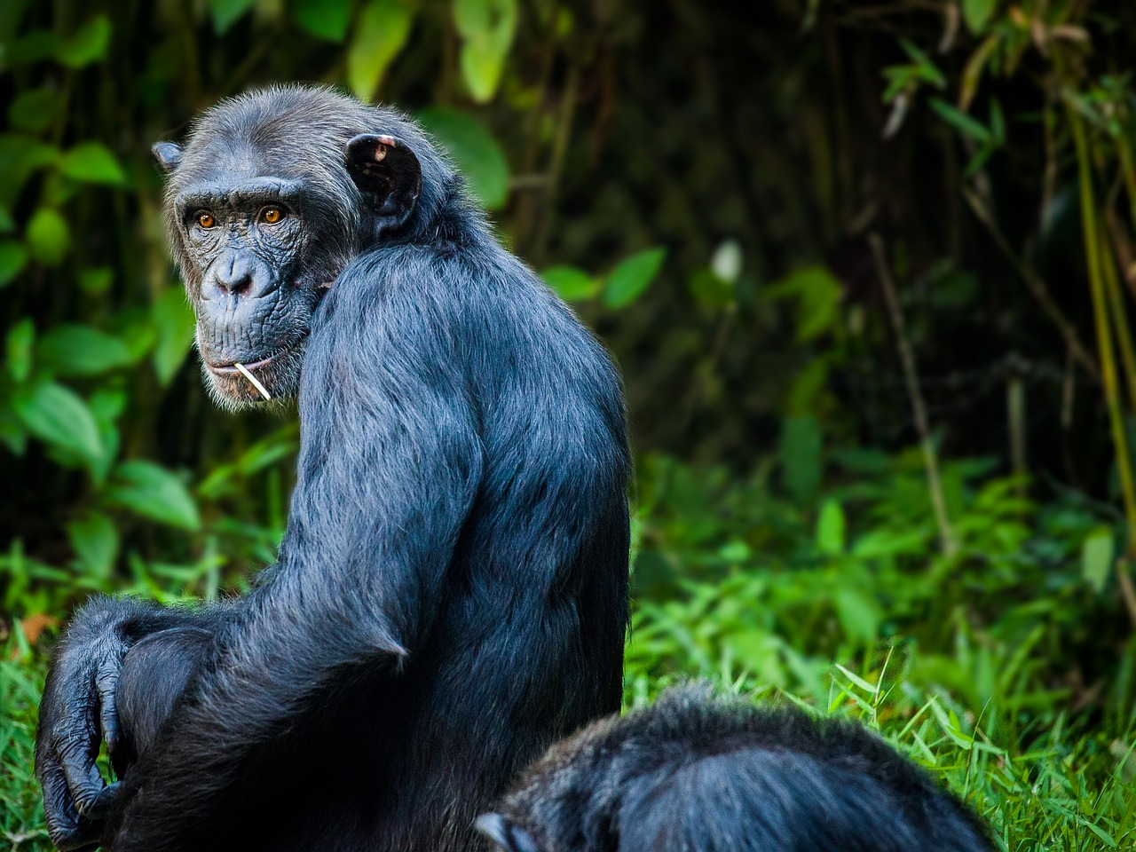 Image - chimpanzee monkey ape view