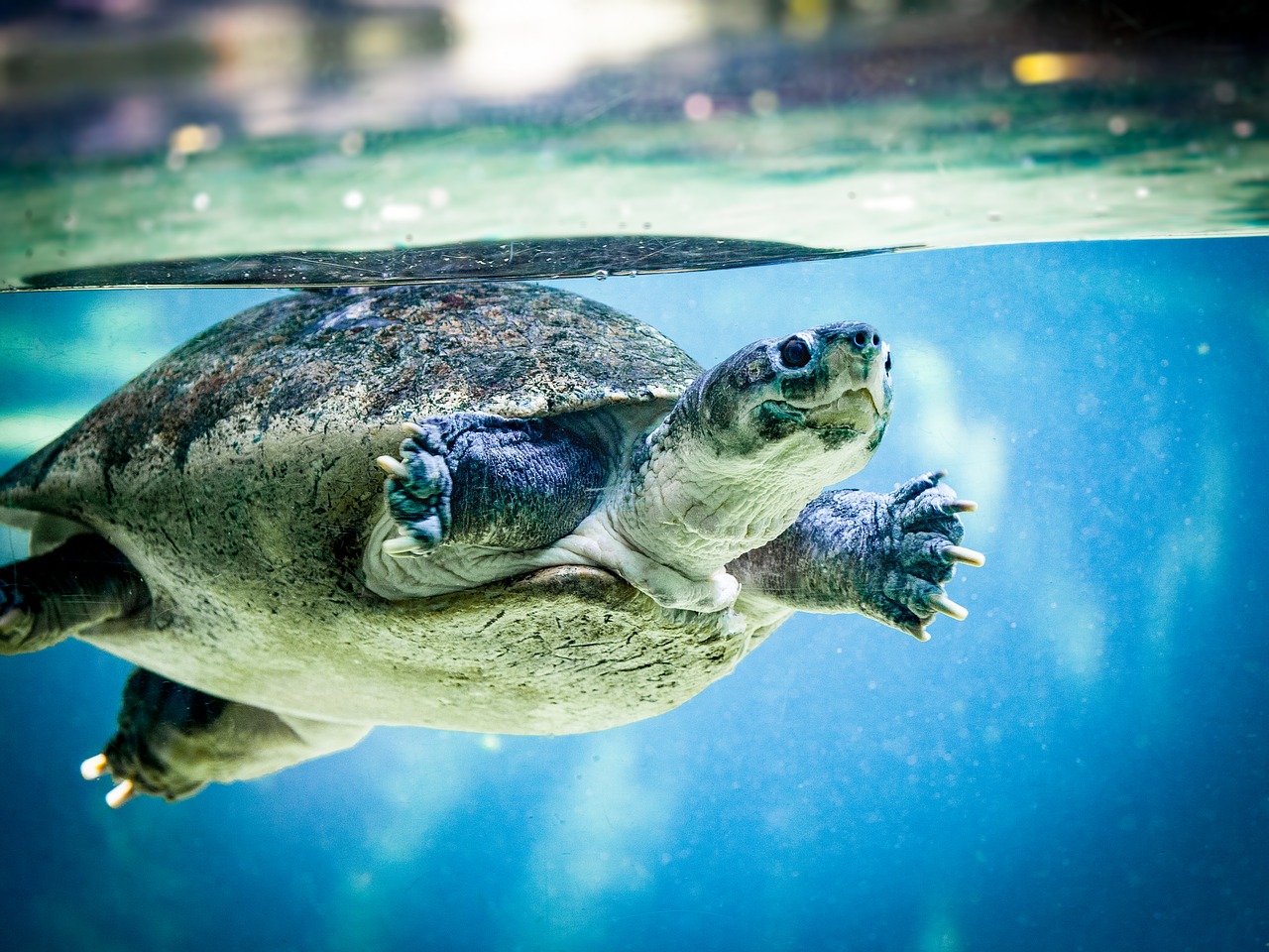 Image - turtle water turtle water swim zoo