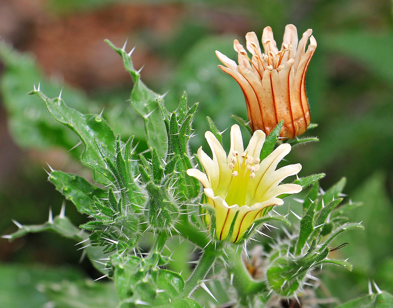 Image - cactus flowers flowers plant nature