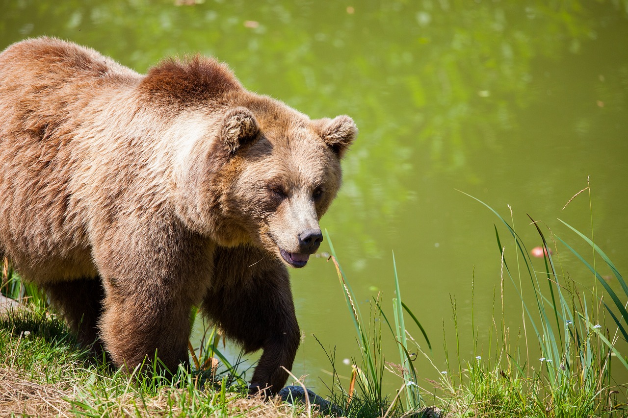 Image - bear bavarian bear wild brown bear