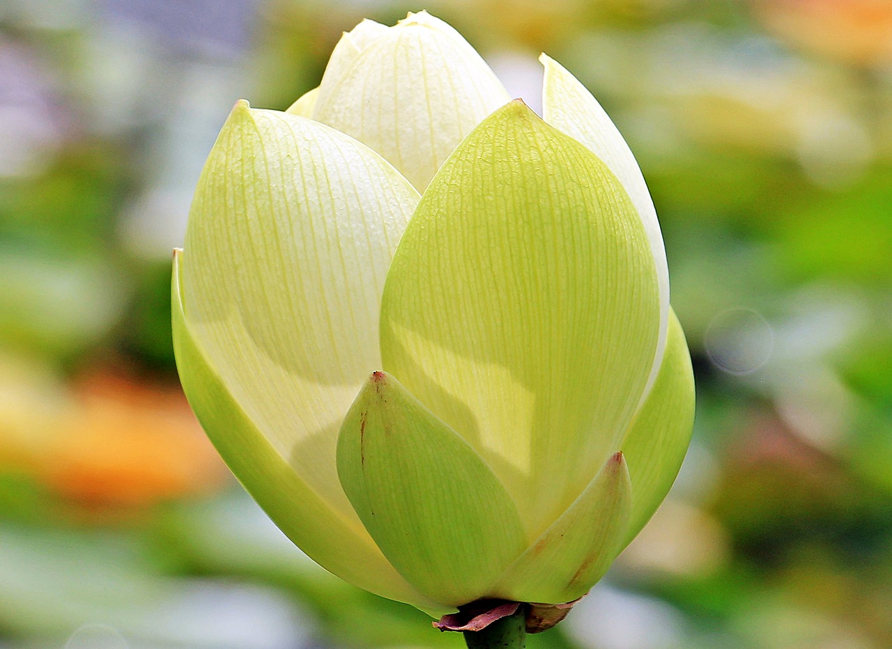 Image - lotus lotus flower lotus blossom