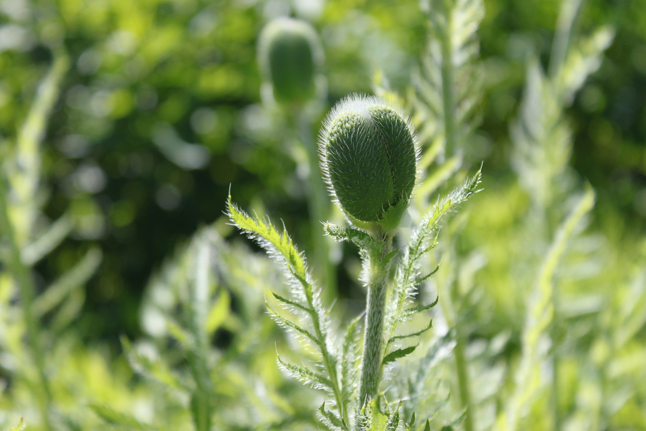 Image - poppy flowers nature summer