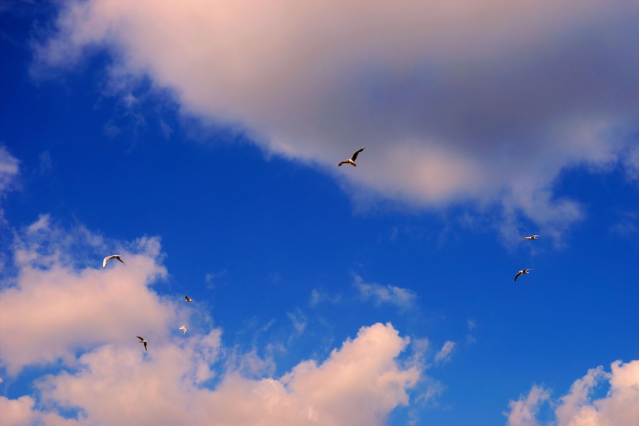 Image - sky covered clouds blue mood