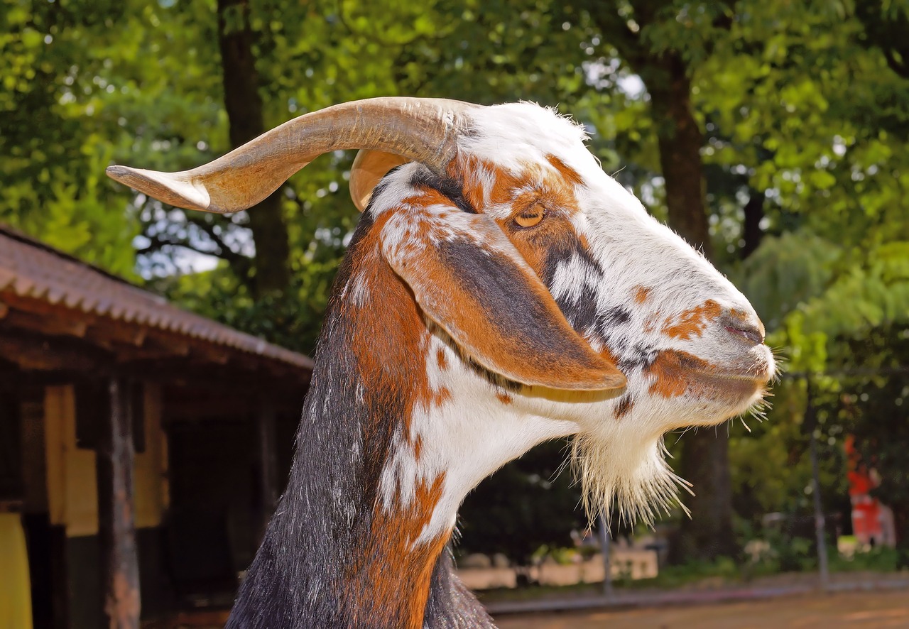 Image - billy goat livestock goatee nature