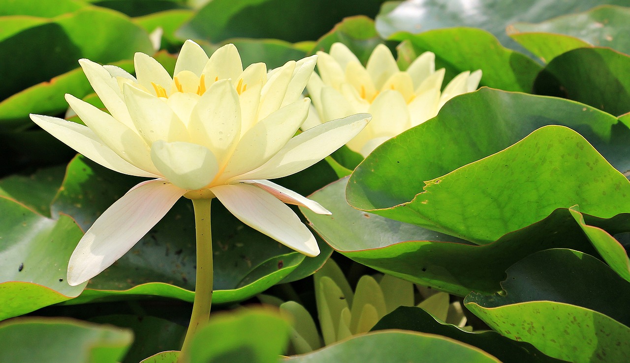 Image - water lilies nuphar aquatic plants