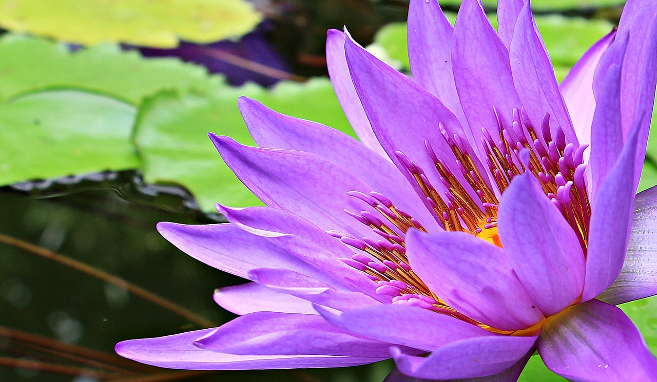 Image - water lily nuphar lutea