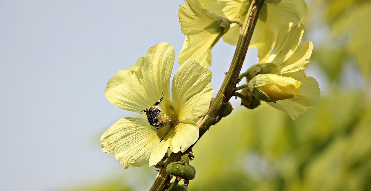 Image - stock rose hollyhock