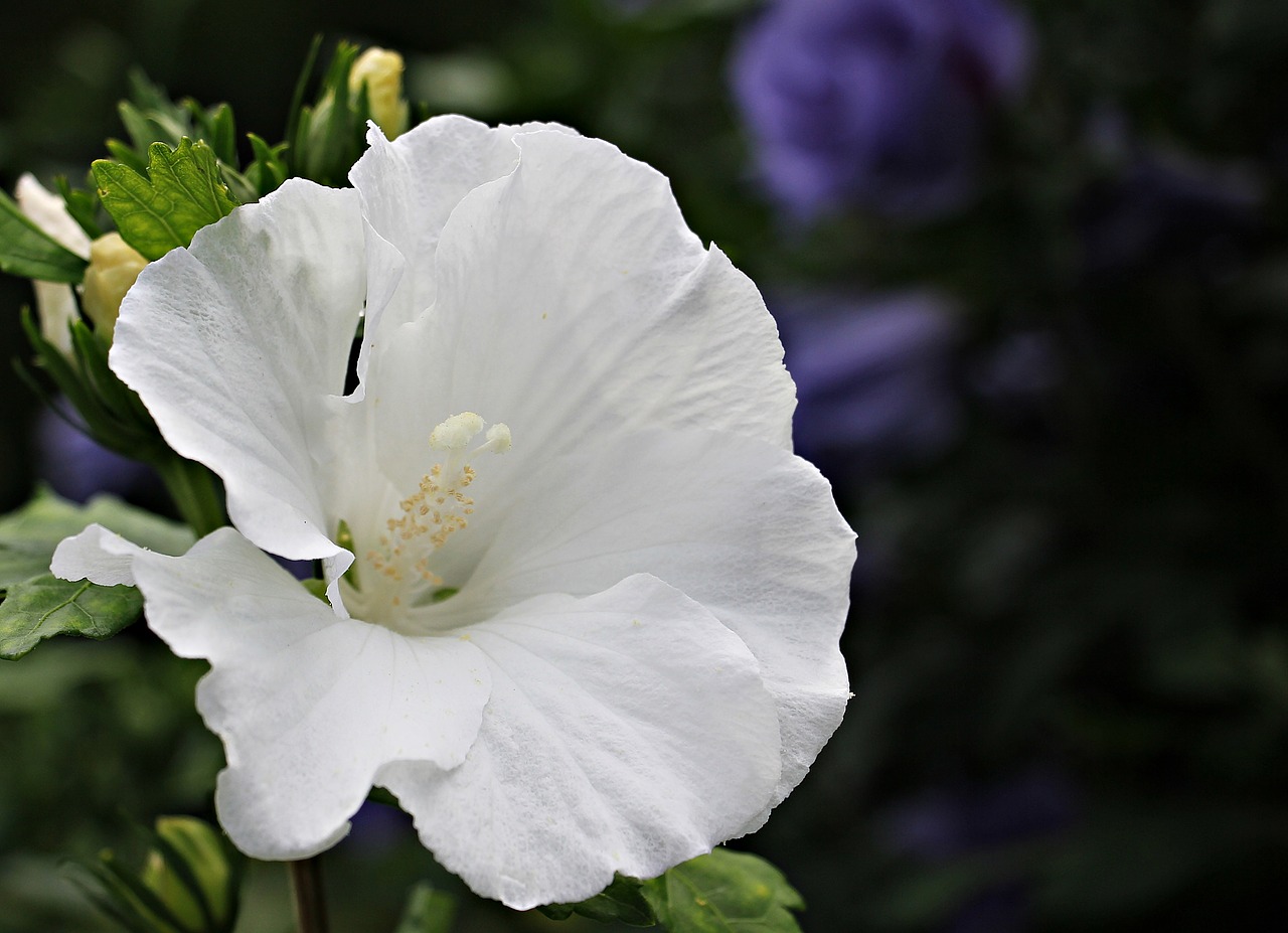 Image - mallow flower blossom bloom plant