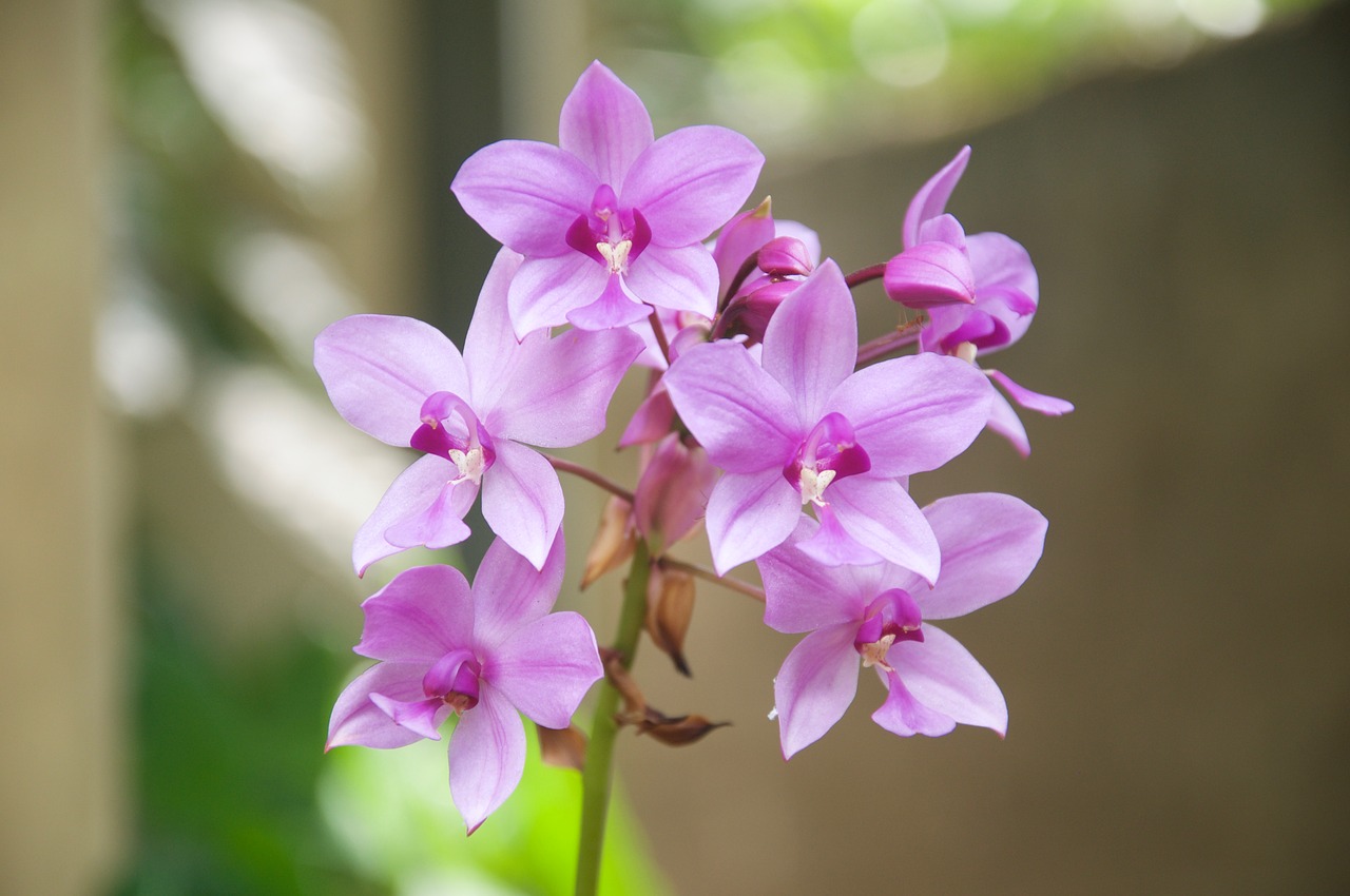 Image - flower nature flora natural orhids