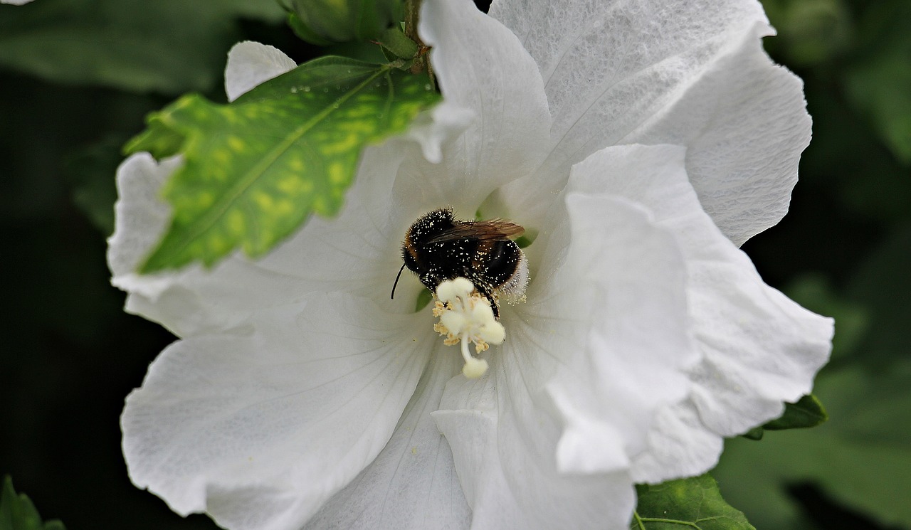 Image - mallow flower bee bee pollen