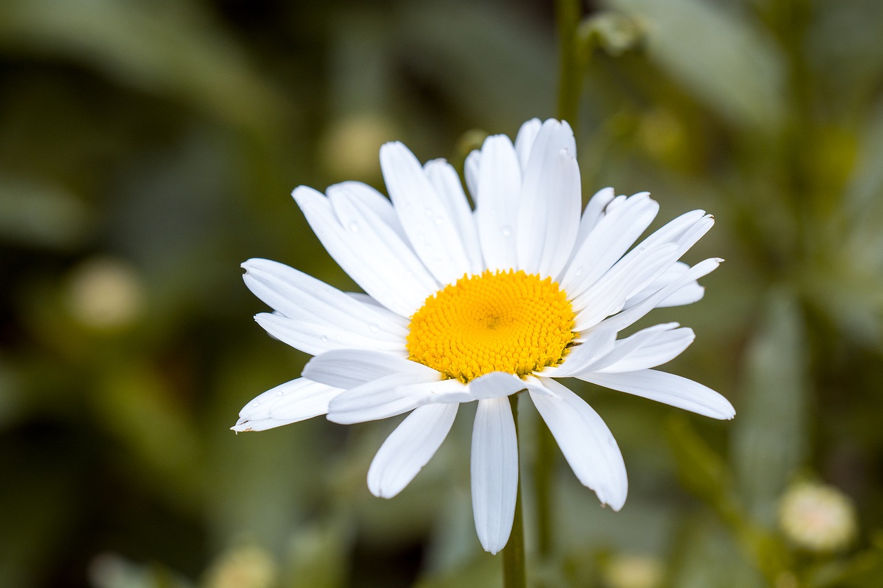 Image - marguerite leucanthemum composites