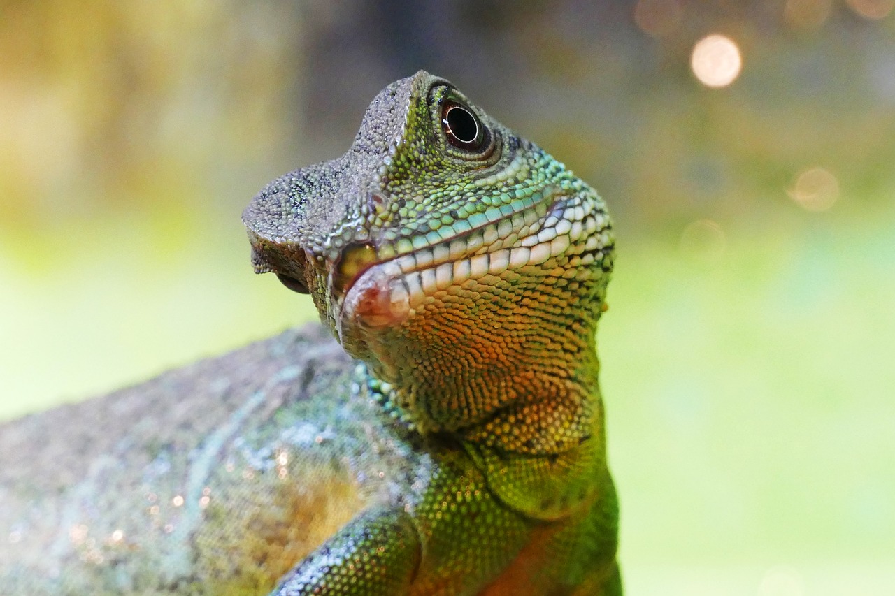 Image - chinese water dragon lizard dragon