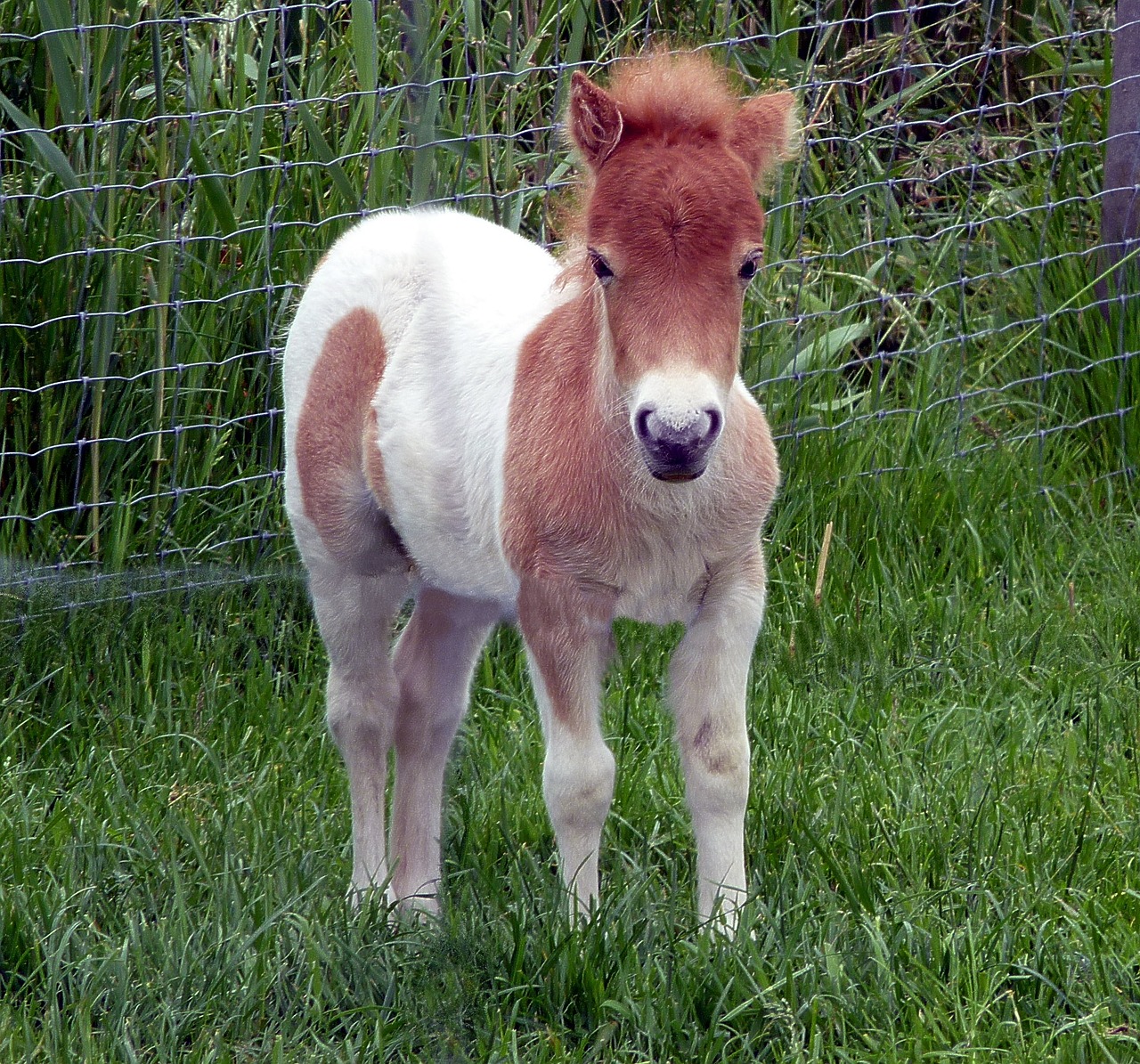 Image - shetland pony foal mini pony