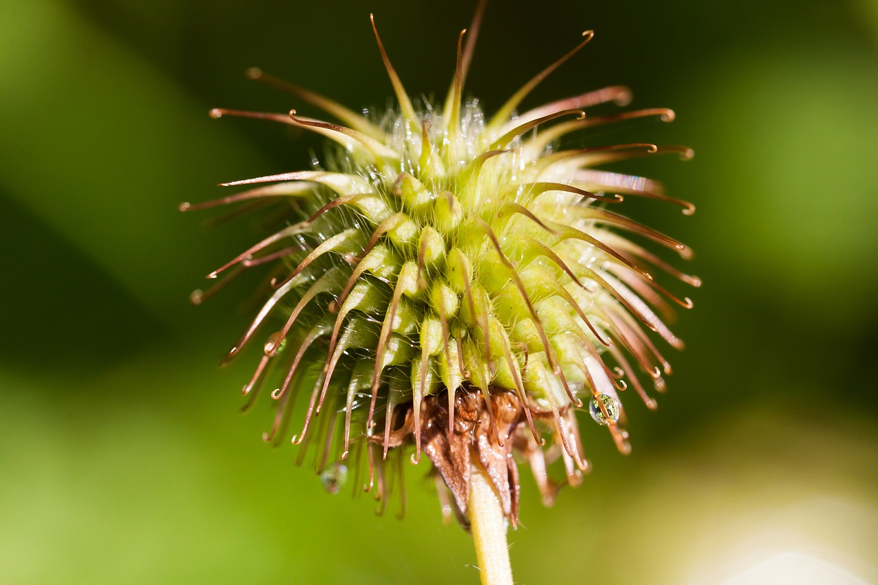 Image - real avens geum urbanum