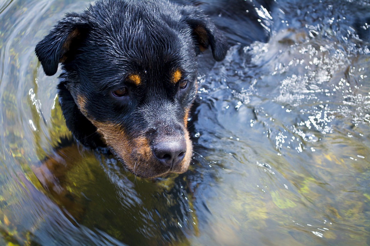 Image - rottweiler puppy dog water nature