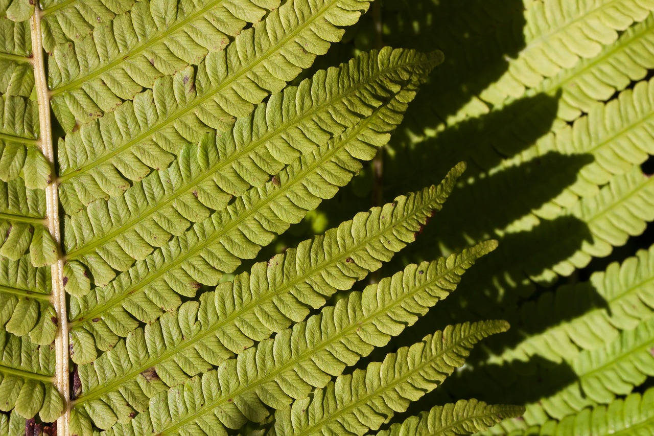 Image - fern fiddlehead green plant
