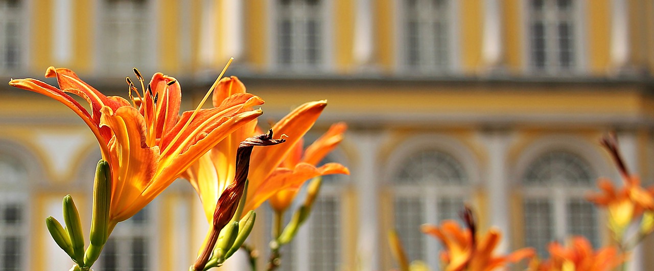 Image - lilies flowers lily family nature