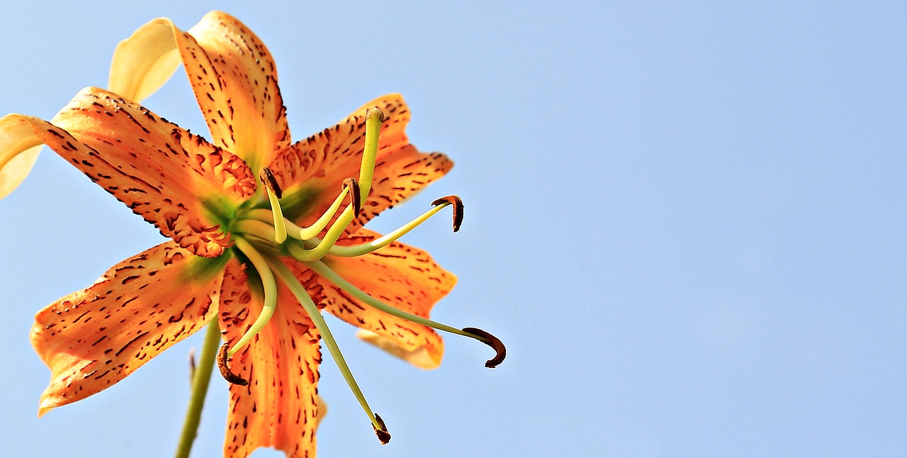 Image - lily flower lily family sky nature