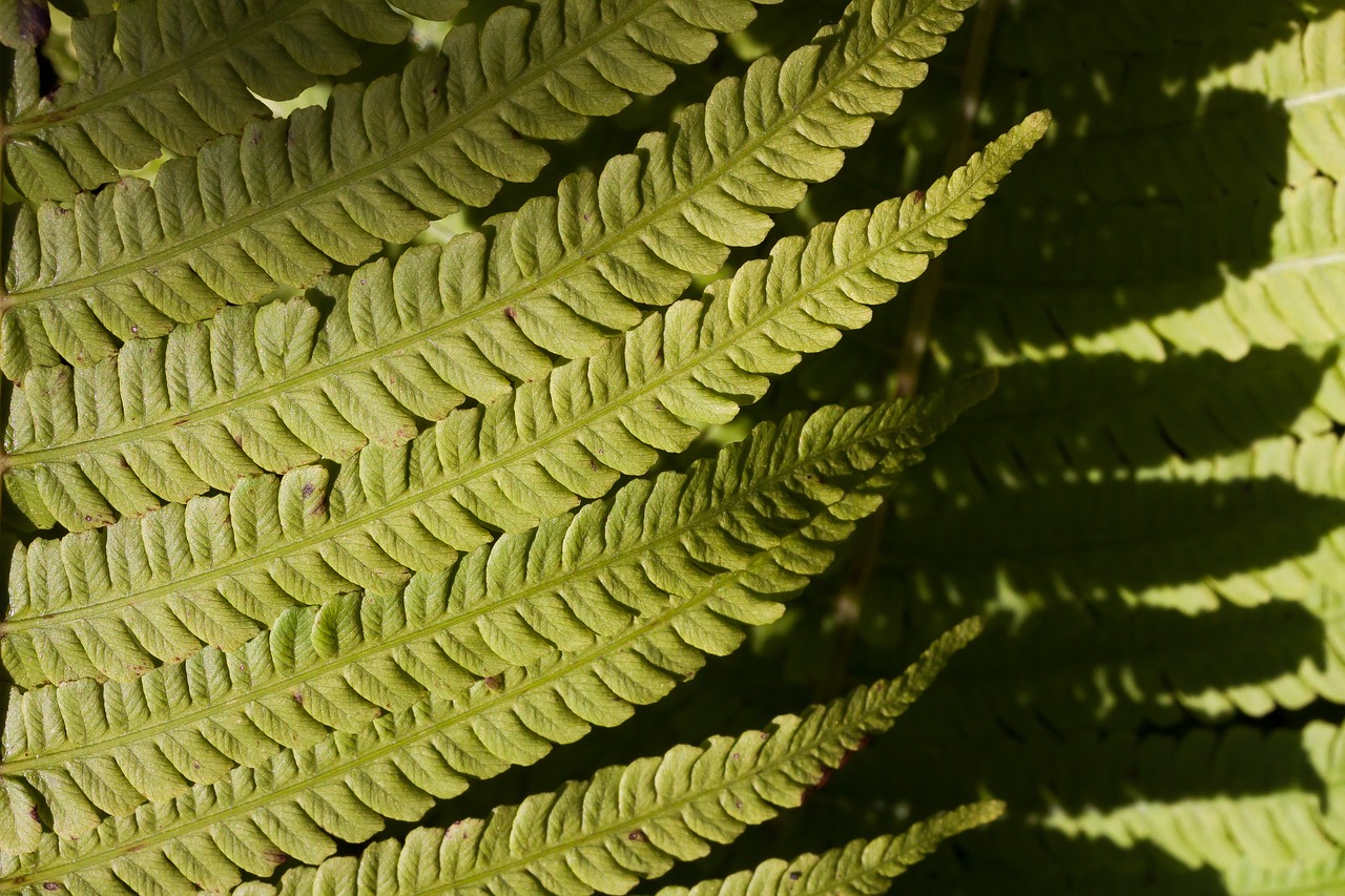 Image - fern fiddlehead green plant