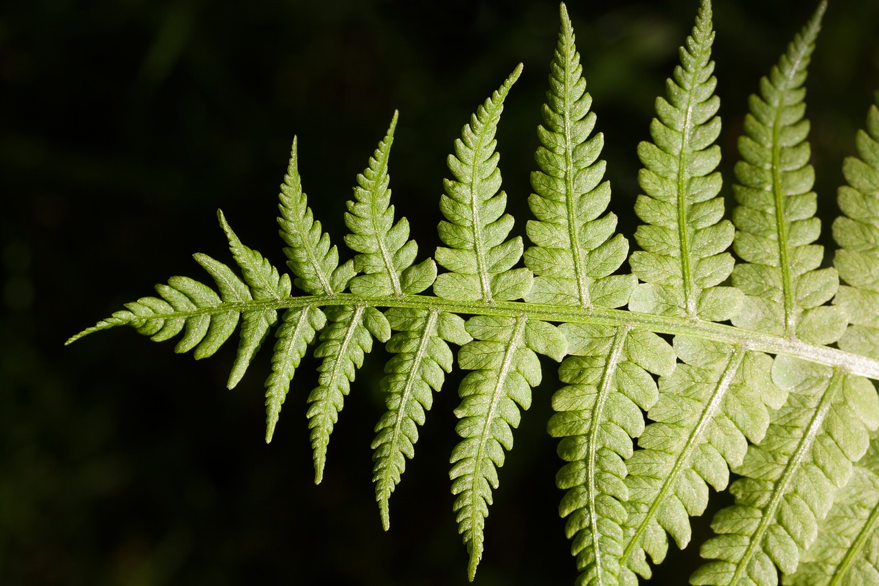 Image - fern fiddlehead green plant