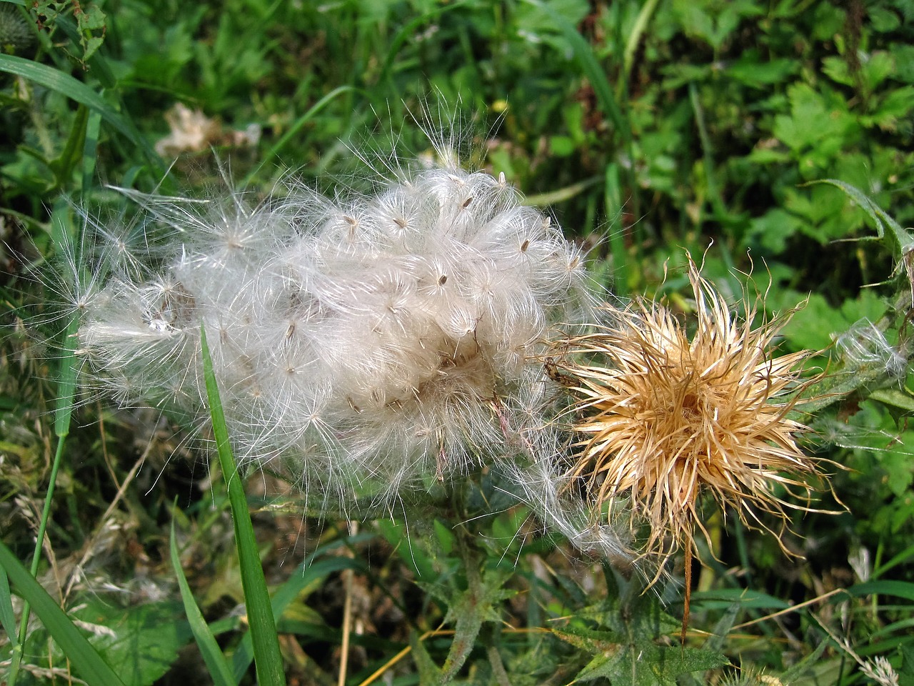 Image - thistle flower seeds white nature