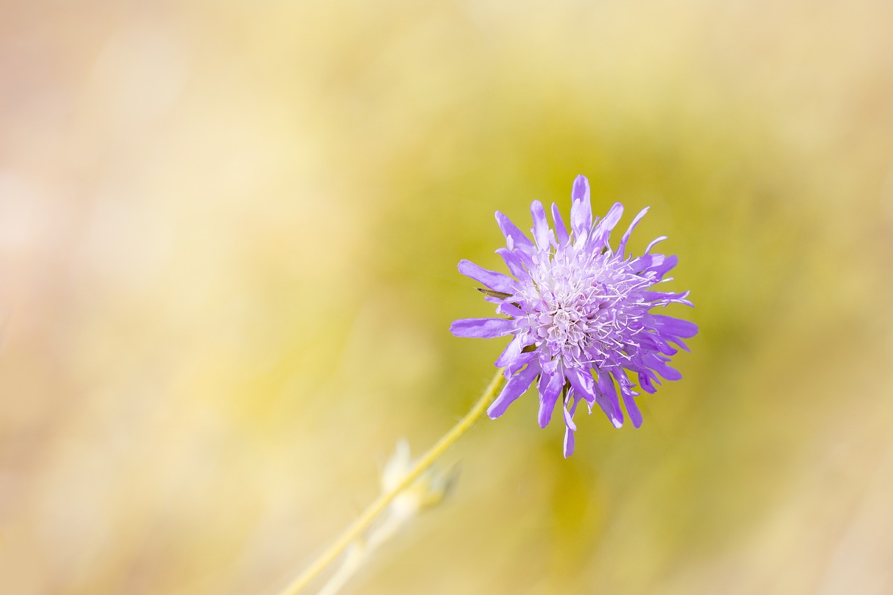 Image - deaf skabiose scabiosa columbaria