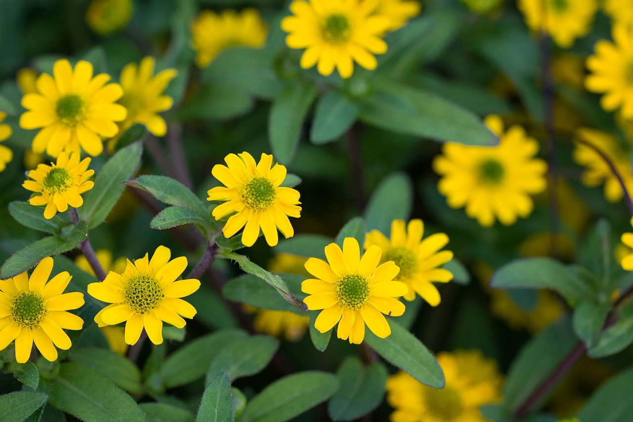 Image - sanvitalia procumbens hussar button