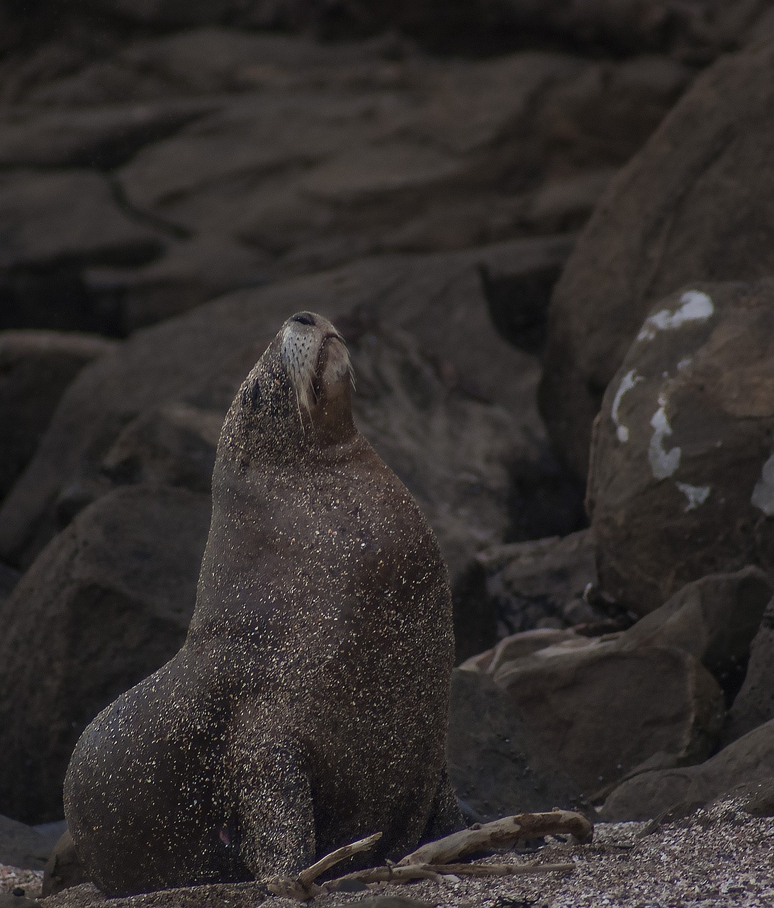 Image - sea lion majestic nature wild