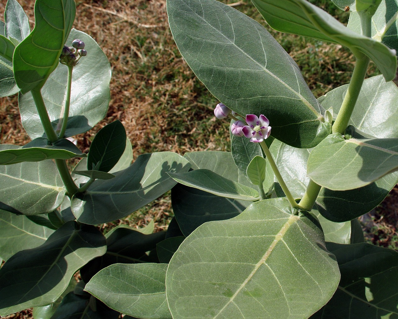 Image - india purple flower leaves