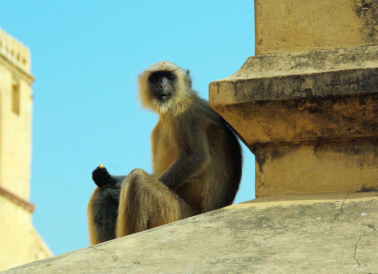 Image - india monkey primate animal wild