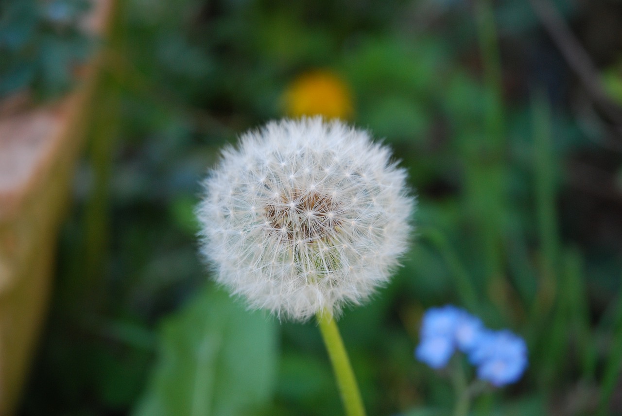 Image - flowers dandelion nature dry seeds