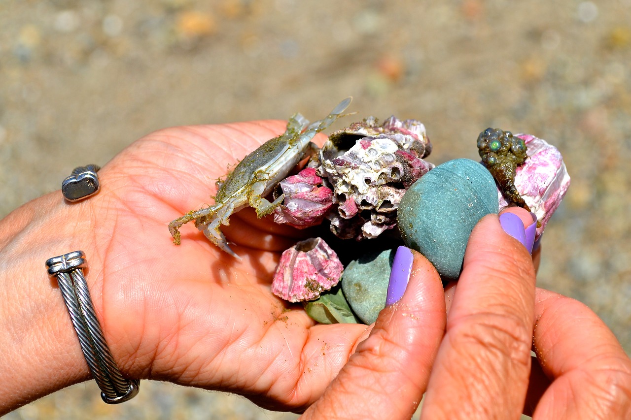 Image - beach treasures puerto lopez