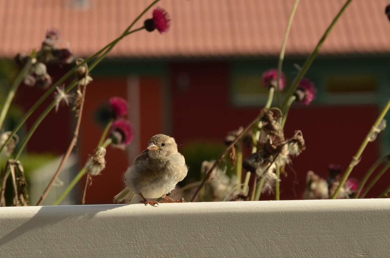 Image - homester bird fence flower flora
