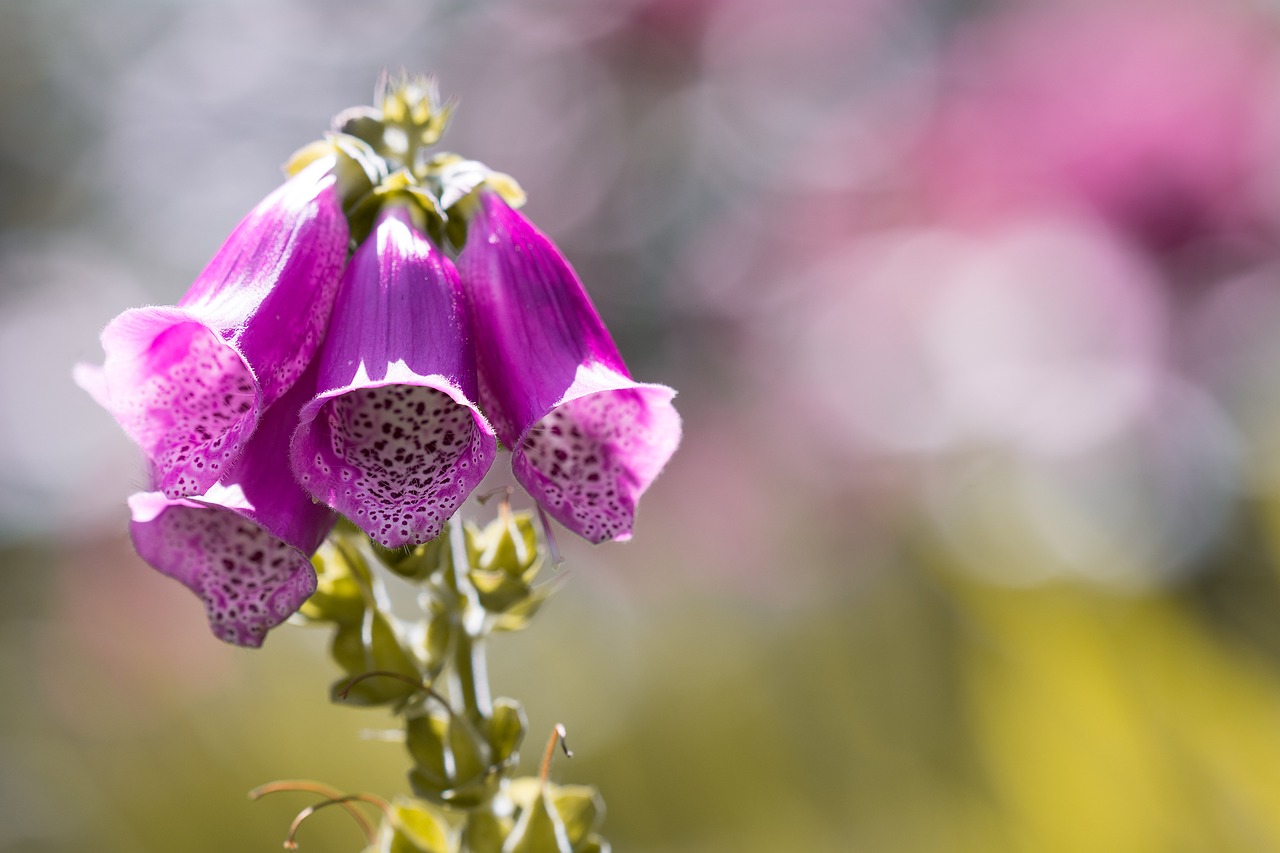 Image - thimble common foxglove flower