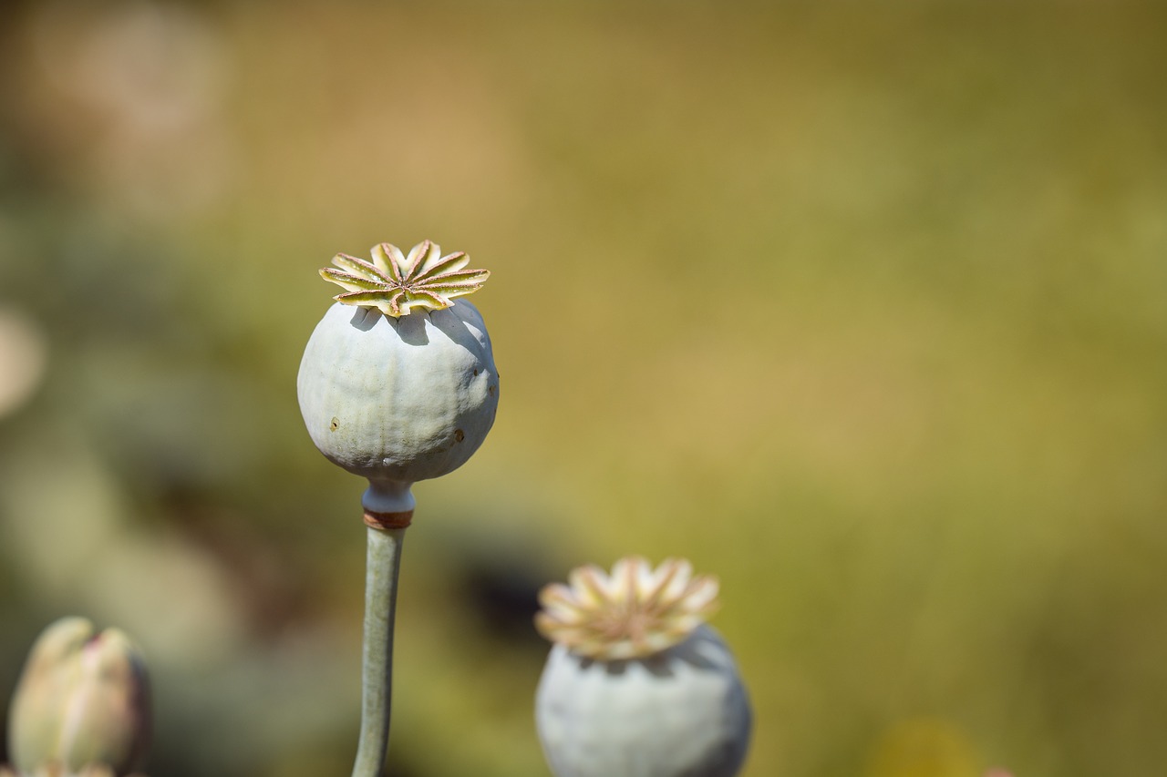 Image - poppy poppy capsules mohngewaechs