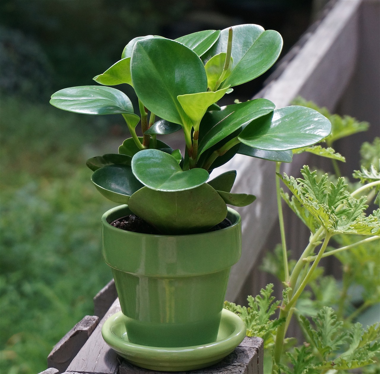 Image - peperomia pot plant indoor plant