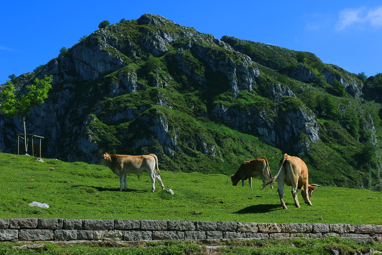 Image - cows livestock field mount