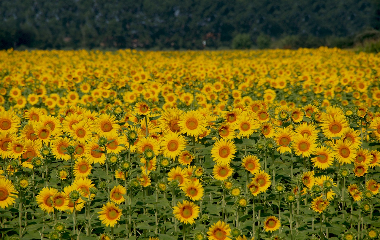 Image - sunflowers field italy yellow