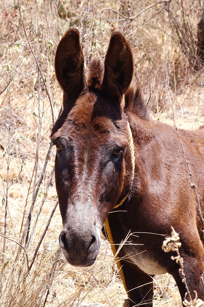 Image - donkey animal four legged