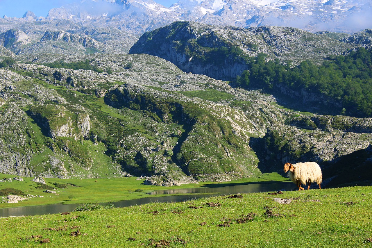 Image - mountain sheep landscape field