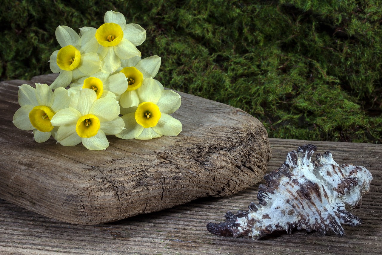 Image - flowers daffodils shell background