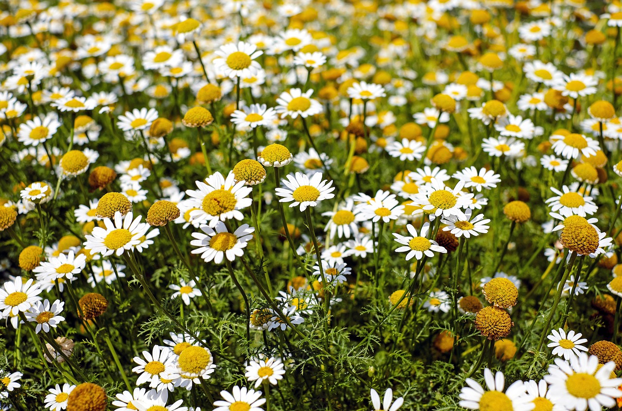 Image - bertram root medicinal herbs flowers