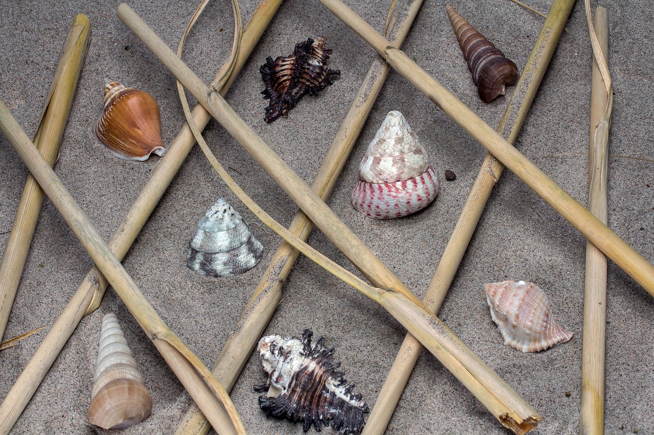 Image - shell still life sand reed