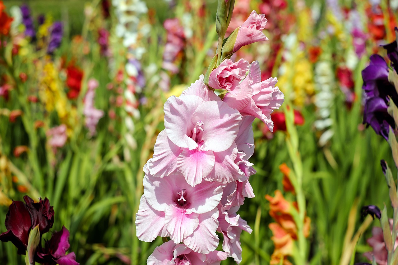 Image - gladiolus flower blossom bloom