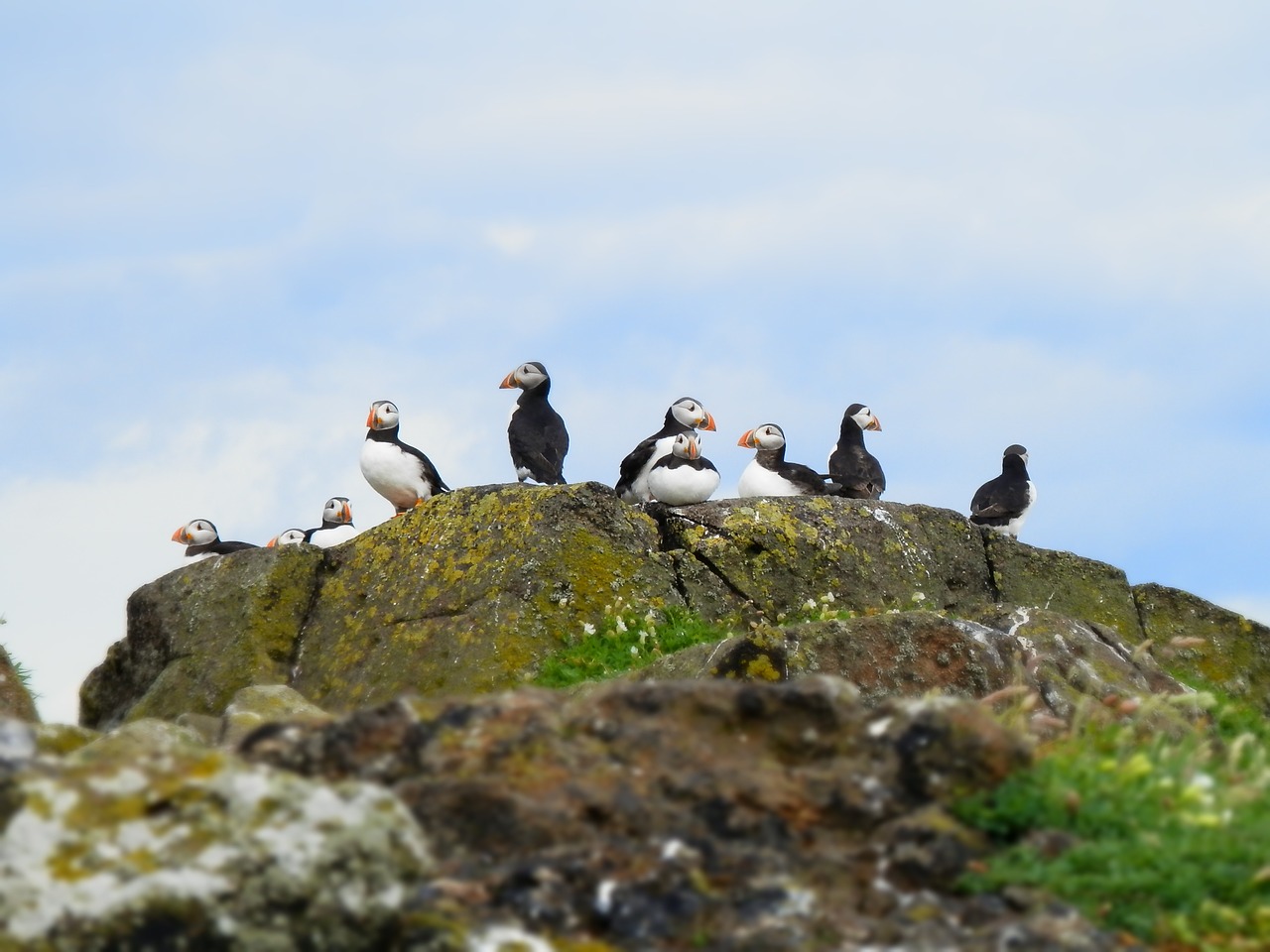 Image - puffins seabird nature wild animal