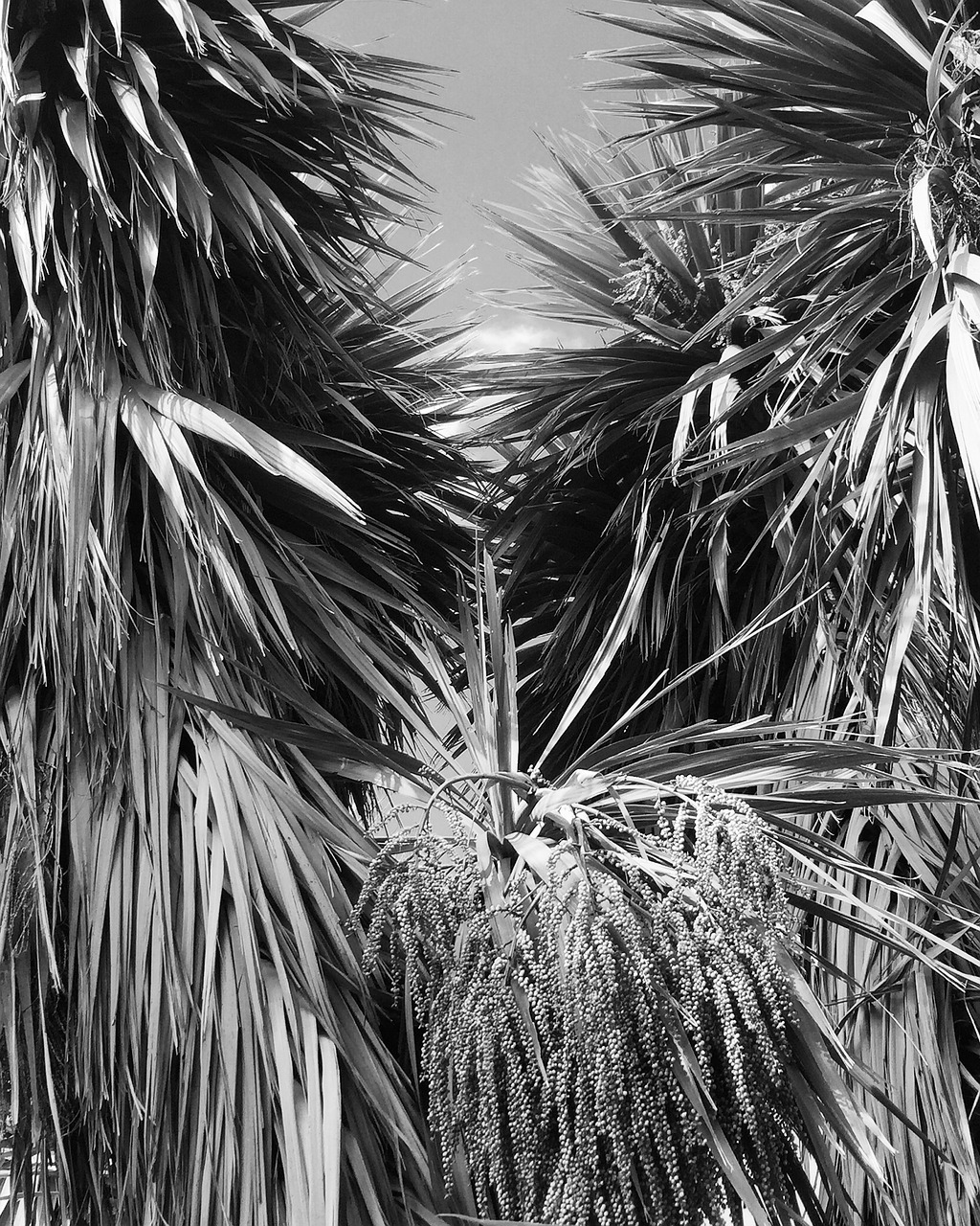 Image - cabbage trees black and white garden